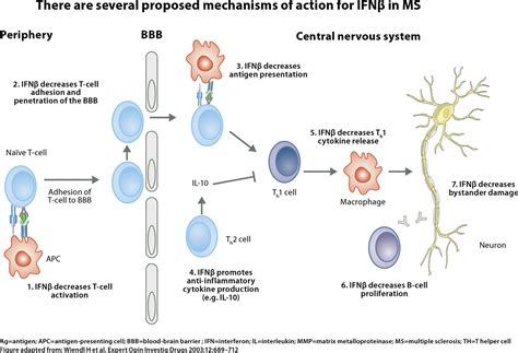 Interferon Beta Drugs for Multiple Sclerosis .